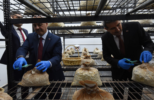 Tıbbi ve yenilebilir mantar hasadı gerçekleştirildi