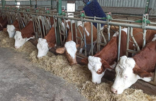 2023'te yöresel hayvancılık işletmelerine 6,2 milyon lira destek verildi!