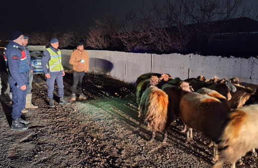Malatya’da kayıp koyunları jandarma buldu