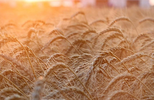 Avrupa çiftçi dernekleri Ukrayna ürünlerine sınırlama istiyor!