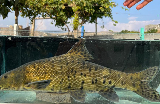 Nesli tükendi sanılıyordu! Dicle Nehri'nde tespit edildi!