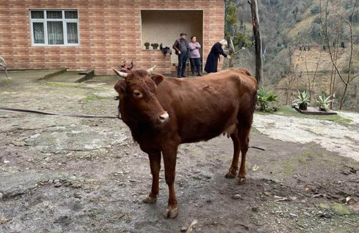 Türkiye-Gürcistan sınırında firari inek alarmı