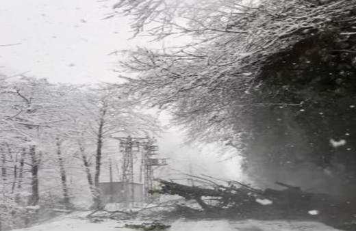 Artvin’de ağaç yola devrildi, sürücü son anda kurtuldu