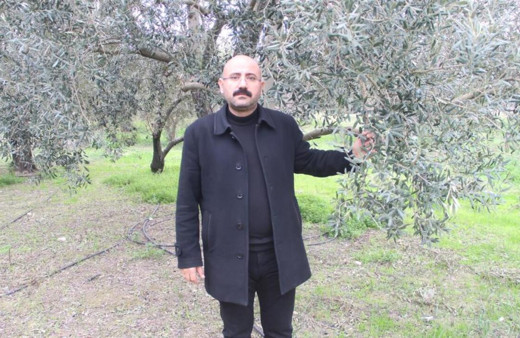 Zeytinde hasat sona erdi, rekolte düşük olsa da fiyatlar üreticinin yüzünü güldürdü