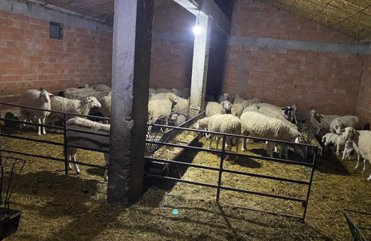 Çoban yanında işe girdiği sürü sahibinin 70’e yakın hayvanını çaldı