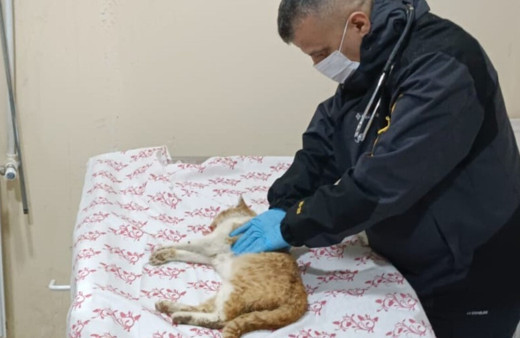 Merdiven boşluğuna düşen kedi kurtarıldı