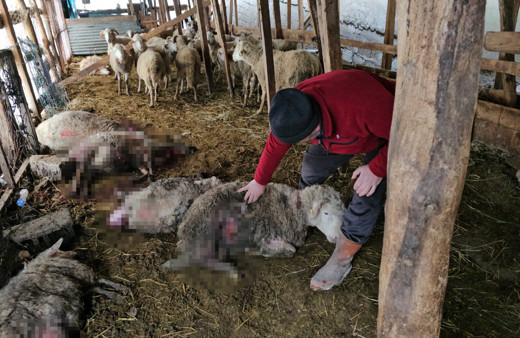 Ahıra giren kurtlar 25 koyunu telef etti