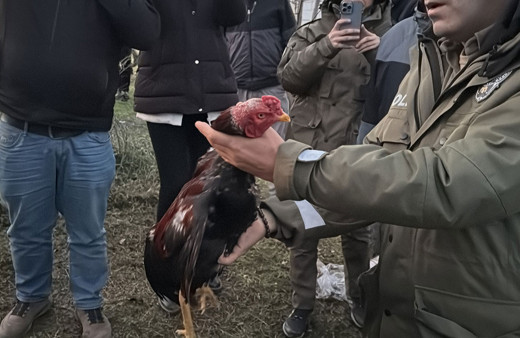Horoz dövüştürülen çadırlara polis baskını!