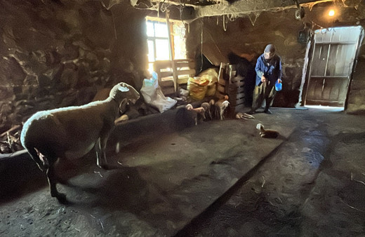 Çanakkale'de koyun tek batında 6 kuzu doğurdu