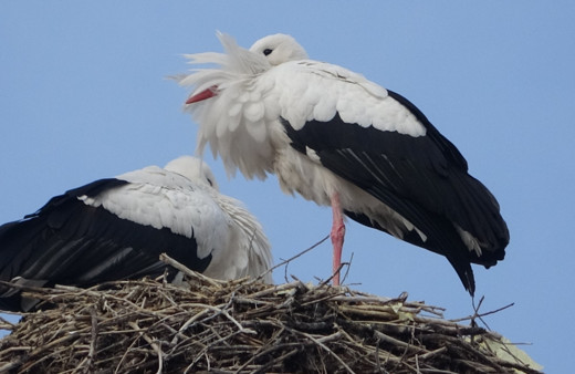 Ardahan'da leylekler Sibirya soğuklarına rağmen göç etmedi