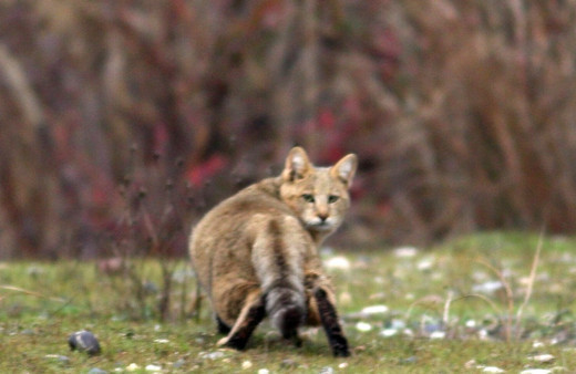 Yaralı halde bulunan yavru saz kedisi tedavisinin ardından doğaya geri salındı