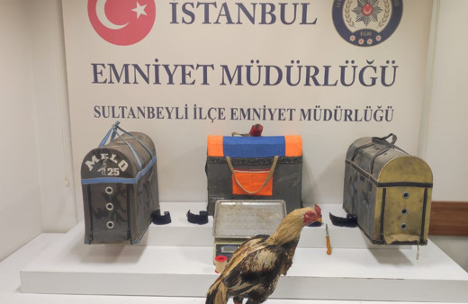 Sultanbeyli’de horoz dövüşçülerine polisten suçüstü