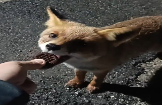 Bursa'da aç kalan tilkiyi elleriyle besledi