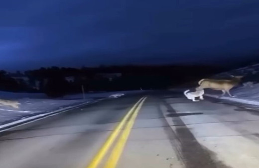 Yaban geyiğini kovalayan kurt sürüsü görüntülendi