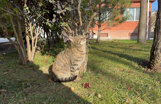 Son dönemlerde sokağa atılan evcil hayvan sayısı arttı
