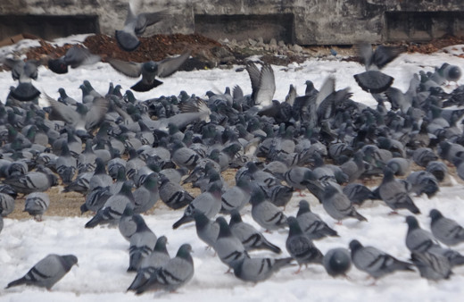 Yem kapmak için birbiriyle yarışan güvercinler görsel şölen oluşturdu