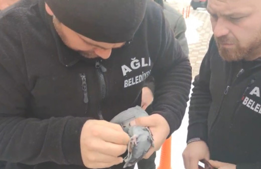 Elektrik teline takılan güvercin kurtarılarak doğaya salındı