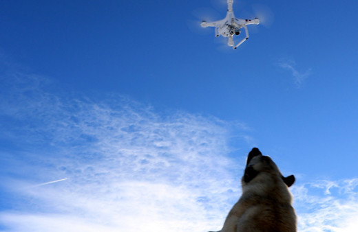 Havadaki droneyi yakalamaya çalışan köpek ilginç görüntü oluşturdu