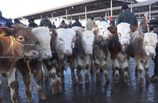 Sivas'ta canlı hayvan pazarı yeniden açıldı