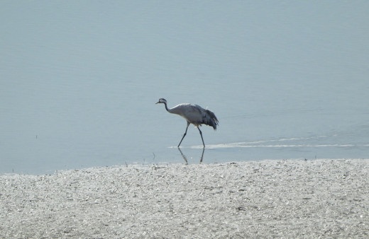 Tunceli’de uzun yıllar sonra turna kuşu görüldü
