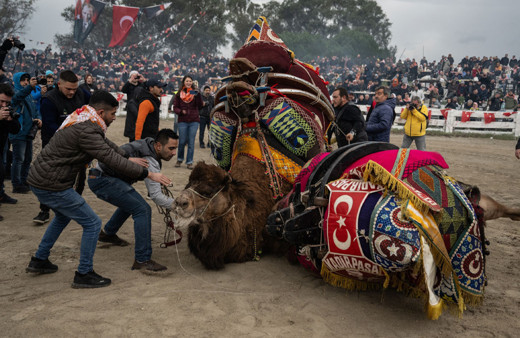 42. Efes Selçuk Deve Güreşleri Festivali yapıldı