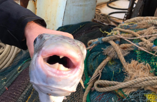 Yiyen yarım saat sonra ölebiliyor! Zehirli balon balığı Marmara'ya akın etti