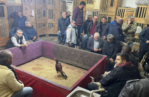 Adana'da horoz dövüştüren 32 kişiye 205 bin 600 lira ceza