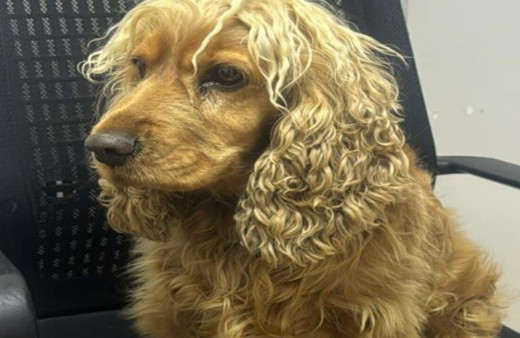 Çalınan köpek için harekete geçen polis iki şüpheliyi yakaladı