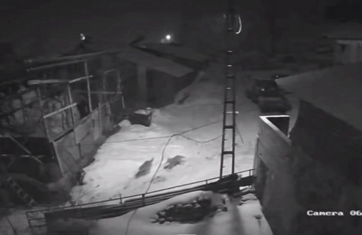 Köye inen kurt sürüsü korkuttu