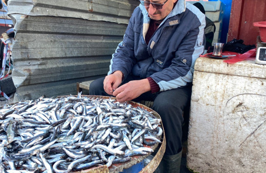 Balık tezgahlarında istavrit bolluğu yaşanıyor