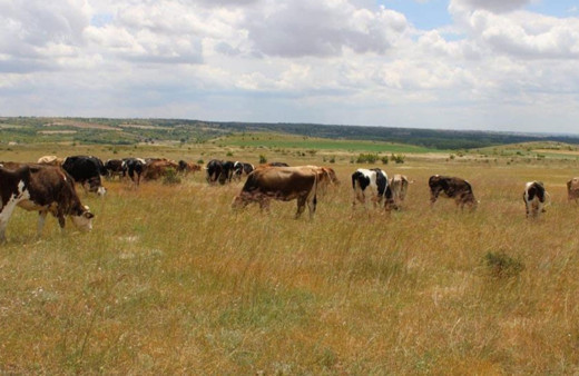 Kırklareli’ne getirilen 11 kaçak büyükbaş hayvan ele geçirildi!