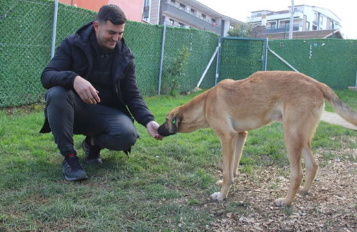"Yürüyemez" dedikleri köpek, 1,5 ayda ayağa kalktı!