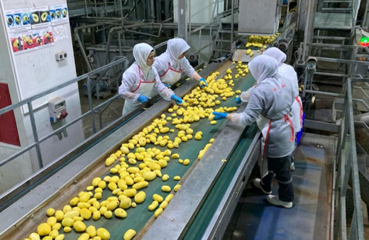 Patatesi ihraç edip kabuklarından elektrik üretiyorlar