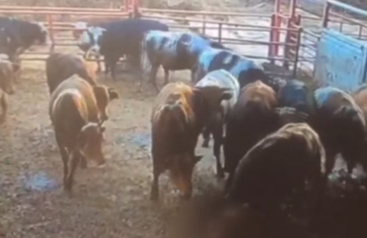 Besicinin, boğanın saldırısına uğradığı anlar güvenlik kamerasına yansıdı