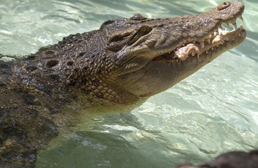 Sahte peygamberi timsahlar parçaladı!