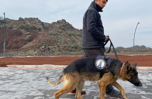 Büyükşehirin projesiyle sokak hayvanları yuva buluyor