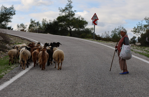 Çobanlık mesleği de unutulmaya yüz tuttu