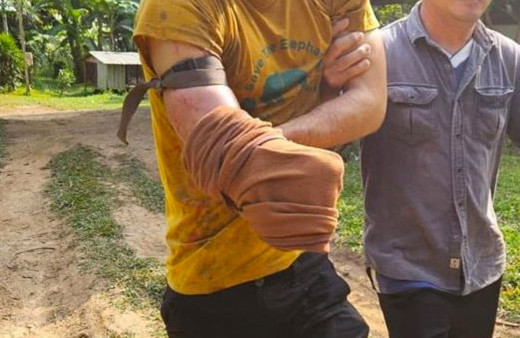 Ayı kafese çekti kurtulmak için kendi kolunu kesti