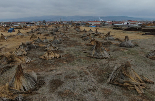 Beklenen yağış olmadı, kamış alanları yarı yarıya azaldı