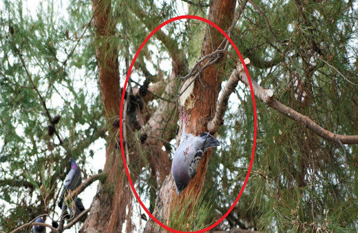 Ağaçta asılı kalan güvercini itfaiye kurtardı