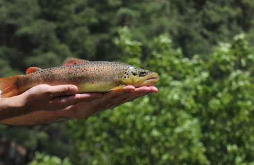 2023’te 3 milyon 700 bin kırmızı benekli alabalık sulara salındı