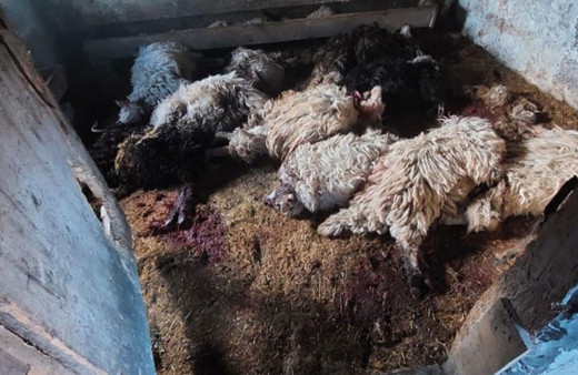 Trabzon’da kurt saldırıları devam ediyor! 52 hayvan telef oldu!