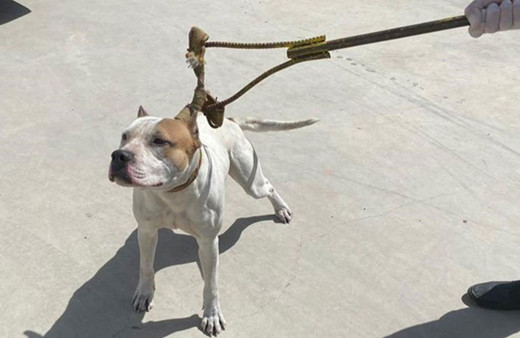 Almanya'da köpeğinin saldırısına uğrayan kişi hayatını kaybetti!