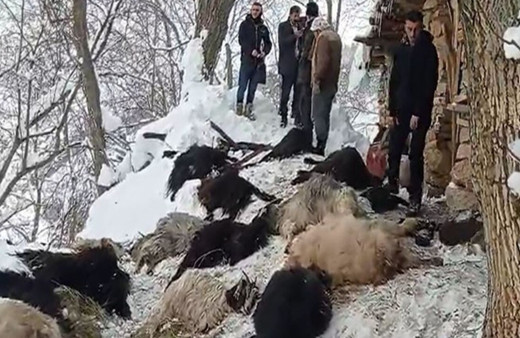 Ağılda çıkan yangında 40 keçi telef oldu