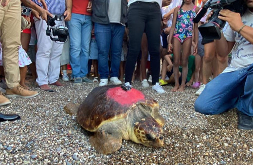 Caretta Caretta ‘Lara Barış’ 1,5 yılda 4 bin kilometre yol kat etti!