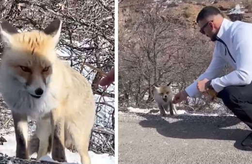 Tilkiye elleriyle çubuk kraker yedirdi!
