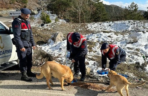 Jandarma, zorlu kış şartlarında sokak hayvanlarını unutmadı
