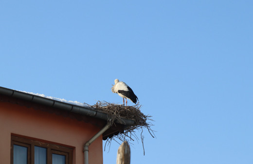 Iğdır'ın simgesi leylekler kış ayında şehri terk etmedi