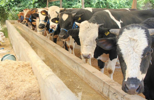 Hayvanlarına şap aşısı yaptırmayanlara 73 bin TL idari para cezası