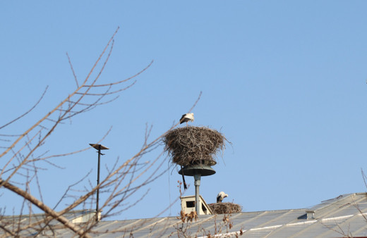 Iğdır'ın simgesi leylekler kış ayında şehri terk etmedi